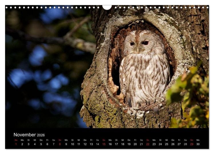 Produktbild: Waldk&auml;uze, fotografiert in M&uuml;nchen (Wandkalender 2026 DIN A3 quer), CALVENDO Monatskalender