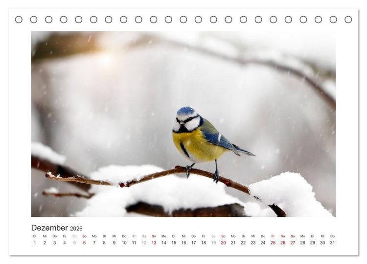 Produktbild: Gefiederte Garteng&auml;ste, Blaumeisen (Tischkalender 2026 DIN A5 quer), CALVENDO Monatskalender
