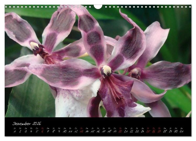 Produktbild: Farbenreiche Orchideen (Wandkalender 2026 DIN A3 quer), CALVENDO Monatskalender