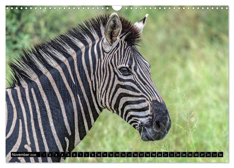Produktbild: Afrikas Tierwelt: Zebras (Wandkalender 2026 DIN A3 quer), CALVENDO Monatskalender