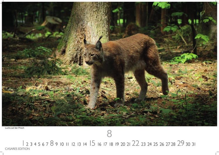 Produktbild: Big Cats Kalender 2027 &ndash; Wandkalender | Fotokalender Tierkalender 35x50cm &ndash; Wundersch&ouml;ner Gro&szlig;katzen-. mit beeindruckenden Fotos von Tiger| L&ouml;wen | Jaguar | Gepard | Luchs | Puma.