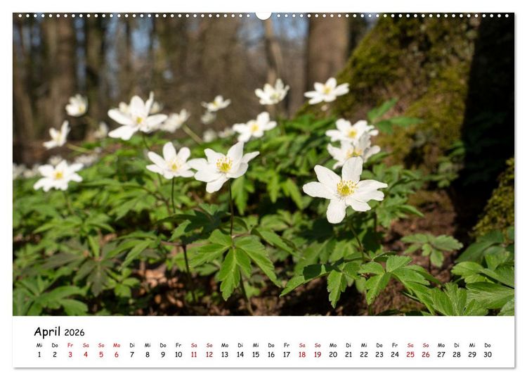Produktbild: Heimat Entdecken - Odenthal im Bergischen Land (hochwertiger Premium Wandkalender 2026 DIN A2 quer), Kunstdruck in Hochglanz