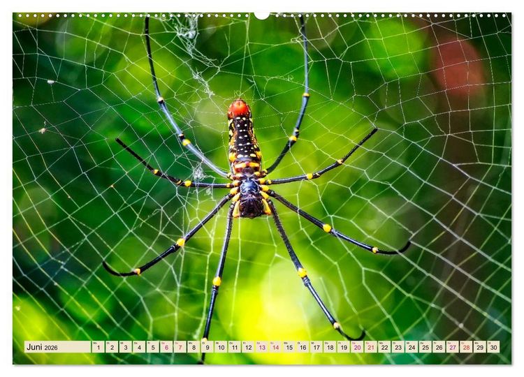 Produktbild: Spinnennetze - Wunder der Natur (Wandkalender 2026 DIN A2 quer), CALVENDO Monatskalender