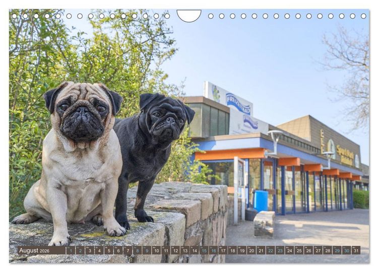 Produktbild: Reinbek mopsfidel (Wandkalender 2026 DIN A4 quer), CALVENDO Monatskalender