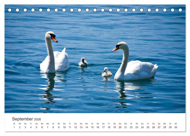 Produktbild: Schw&auml;ne - Prachtvolle Federkleider. (Tischkalender 2026 DIN A5 quer), CALVENDO Monatskalender