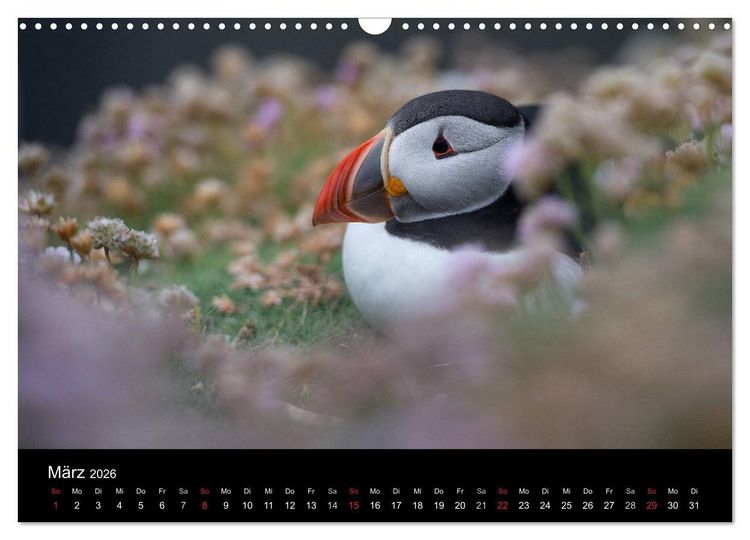 Produktbild: Papageientaucher 2026 (Wandkalender 2026 DIN A3 quer), CALVENDO Monatskalender