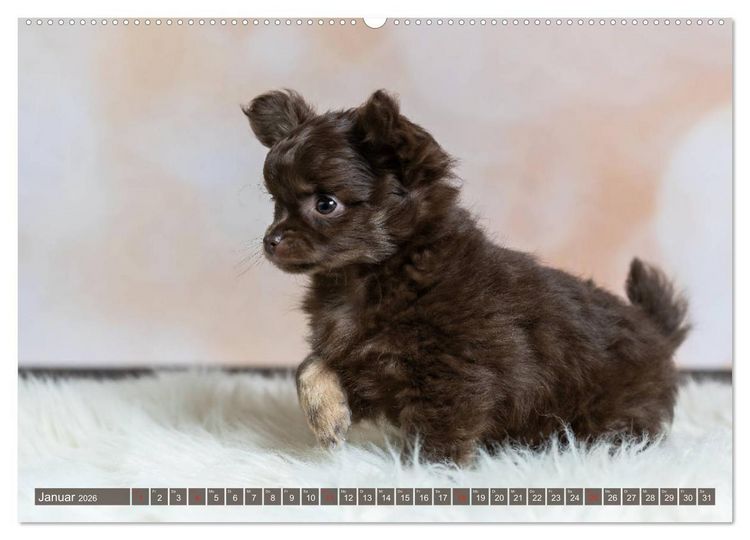 Produktbild: Chihuahua-Babys - Amy und Angel im Studio (Wandkalender 2026 DIN A2 quer), CALVENDO Monatskalender