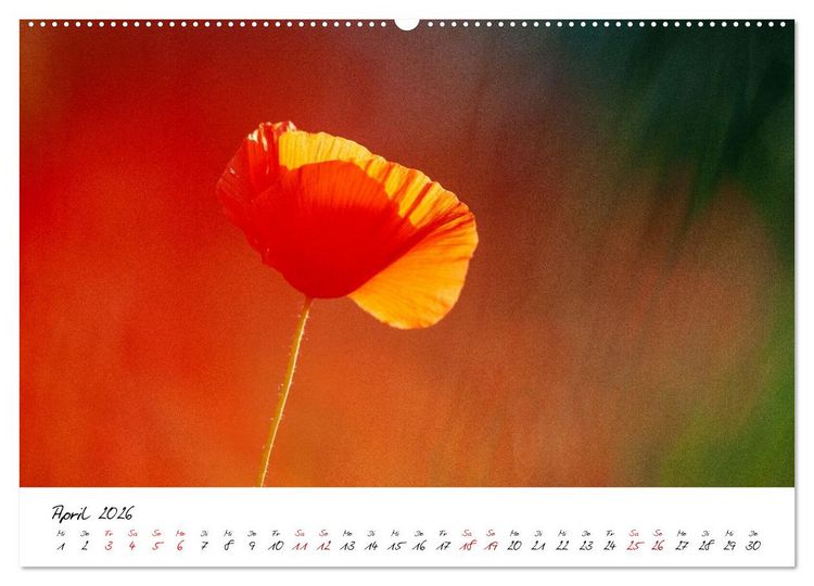 Produktbild: Mohnwiesen (Wandkalender 2026 DIN A2 quer), CALVENDO Monatskalender