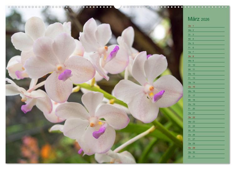 Produktbild: Farbzauber Natur Orchideen - CH Version (Wandkalender 2026 DIN A2 quer), CALVENDO Monatskalender