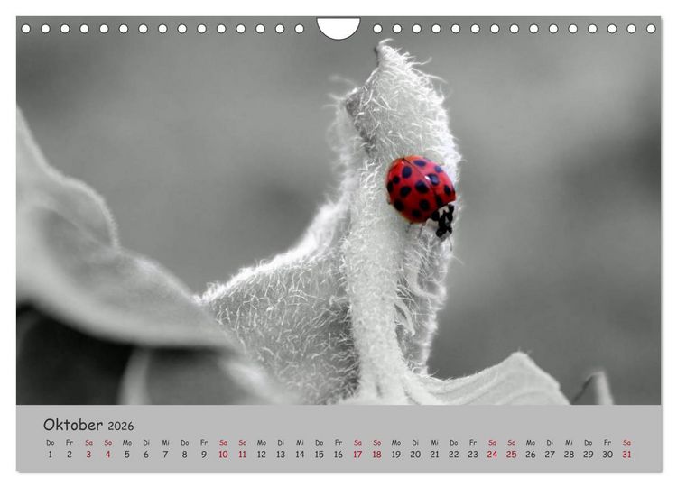 Produktbild: Gl&uuml;cksk&auml;fer (Wandkalender 2026 DIN A4 quer), CALVENDO Monatskalender