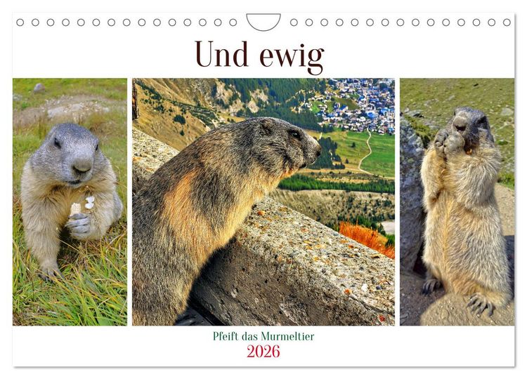 Produktbild: Und ewig pfeift das Murmeltier (Wandkalender 2026 DIN A4 quer), CALVENDO Monatskalender