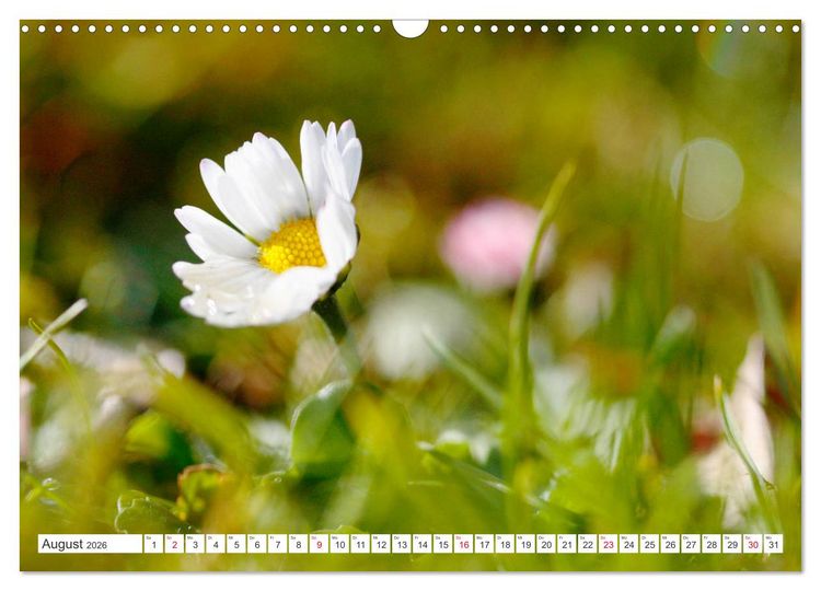 Produktbild: Auf Augenh&ouml;he mit G&auml;nsebl&uuml;mchen (Wandkalender 2026 DIN A3 quer), CALVENDO Monatskalender