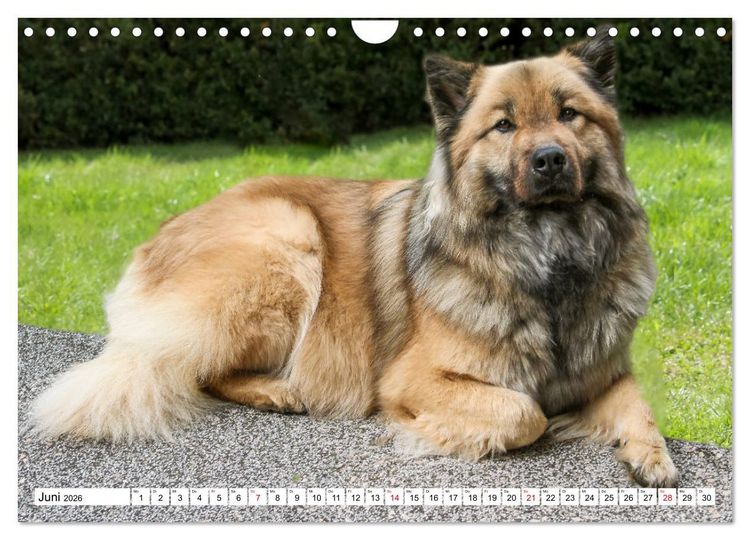 Produktbild: Eurasier, der Hund im Wolfspelz (Wandkalender 2026 DIN A4 quer), CALVENDO Monatskalender