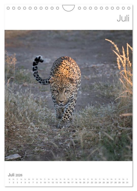 Produktbild: BIG CATS - Namibias Raubkatzen (Wandkalender 2026 DIN A4 hoch), CALVENDO Monatskalender