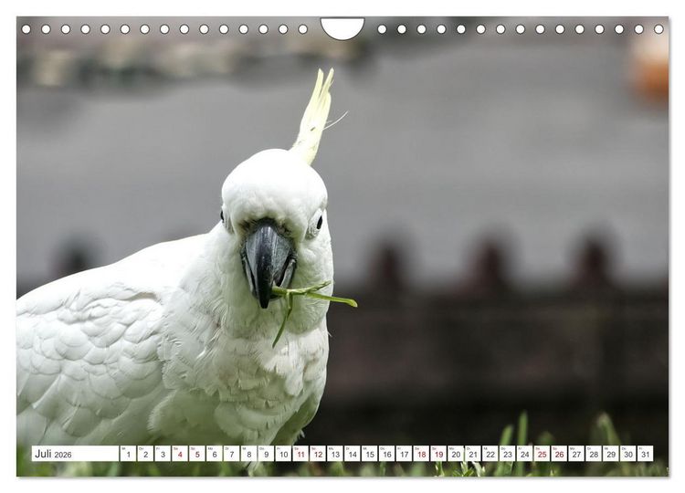 Produktbild: Australiens V&ouml;gel (Wandkalender 2026 DIN A4 quer), CALVENDO Monatskalender