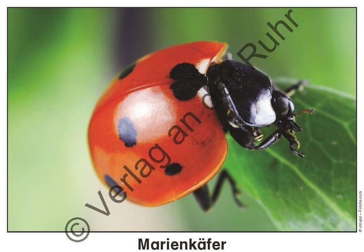 Produktbild: Feld- und Wiesentiere - Fotokarten mit Sachinfos