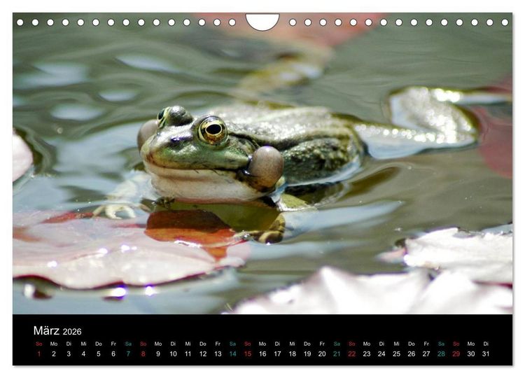 Produktbild: FROSCHBUCH (Wandkalender 2026 DIN A4 quer), CALVENDO Monatskalender