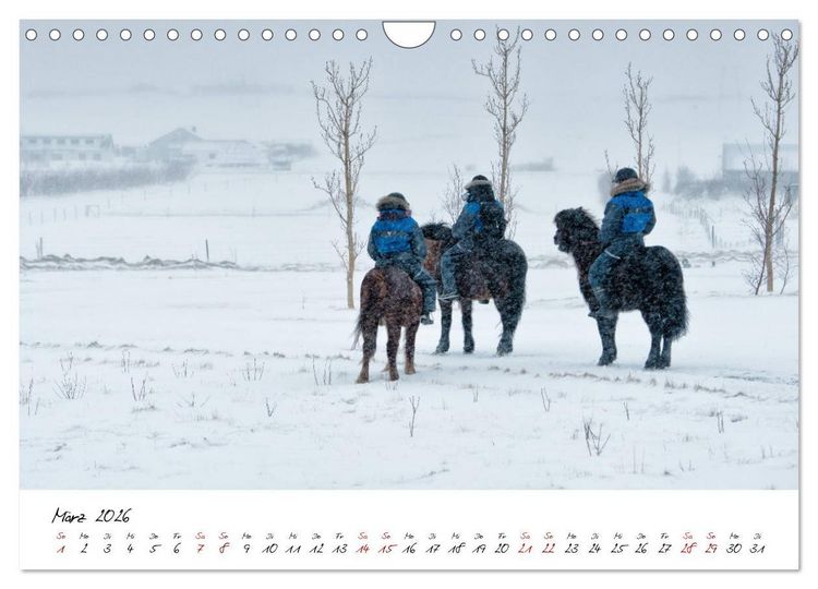 Produktbild: Islandpferde take it Isi (Wandkalender 2026 DIN A4 quer), CALVENDO Monatskalender