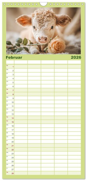 Produktbild: Familienplaner 2026 - Schottische Hochland Rinder mit 5 Spalten (Wandkalender, 21 x 45 cm) CALVENDO