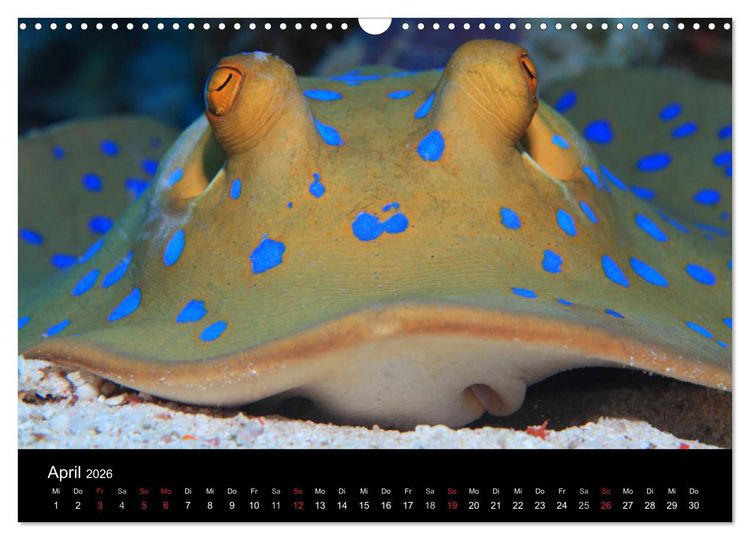 Produktbild: Bilder der Tiefe 2026 (Wandkalender 2026 DIN A3 quer), CALVENDO Monatskalender