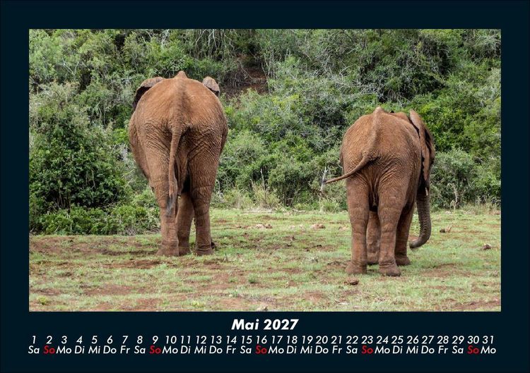 Produktbild: Der Elefantenkalender 2027 Fotokalender DIN A5