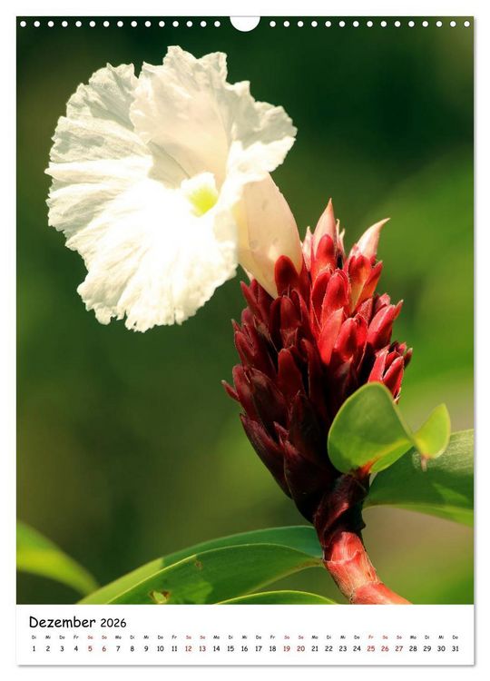 Produktbild: Costa Rica - Fauna & Flora (Wandkalender 2026 DIN A3 hoch), CALVENDO Monatskalender