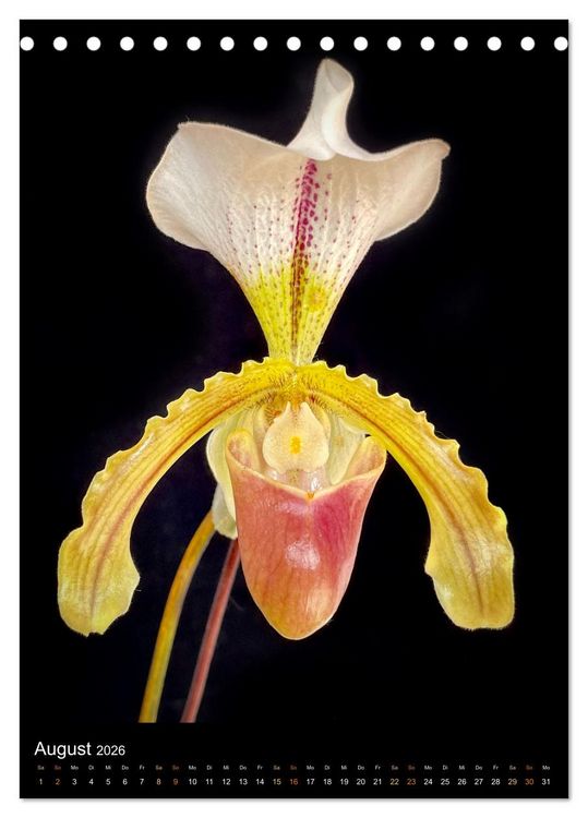 Produktbild: Orchideen - Exoten im Wohnzimmer (Tischkalender 2026 DIN A5 hoch), CALVENDO Monatskalender