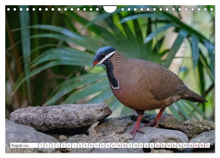 Produktbild: Birds of Cuba Island (Wall Calendar 2026 DIN A4 landscape), CALVENDO 12 Month Wall Calendar