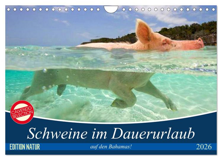 Produktbild: Schweine im Dauerurlaub auf den Bahamas! (Wandkalender 2026 DIN A4 quer), CALVENDO Monatskalender