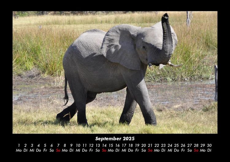 Produktbild: Der Elefantenkalender 2025 Fotokalender DIN A3