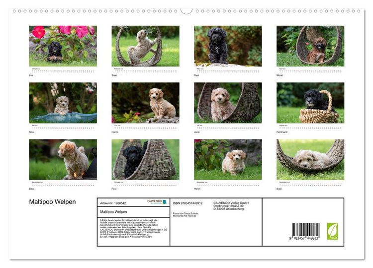 Produktbild: Maltipoo Welpen (hochwertiger Premium Wandkalender 2026 DIN A2 quer), Kunstdruck in Hochglanz