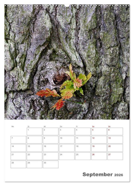 Produktbild: Planen mit dem Symbol der inneren St&auml;rke (Wandkalender 2026 DIN A2 hoch), CALVENDO Monatskalender