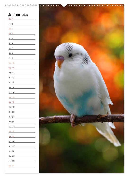 Produktbild: WELLENSITTICHE - S&uuml;&szlig;e Wellis (Wandkalender 2026 DIN A2 hoch), CALVENDO Monatskalender
