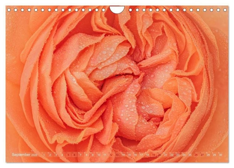 Produktbild: Rosen im Morgentau (Wandkalender 2026 DIN A4 quer), CALVENDO Monatskalender