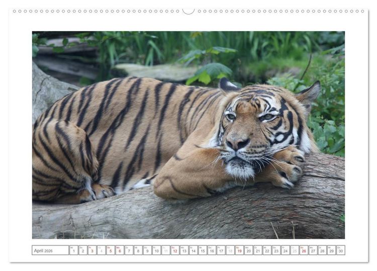 Produktbild: Tiere im Zoo (Wandkalender 2026 DIN A2 quer), CALVENDO Monatskalender