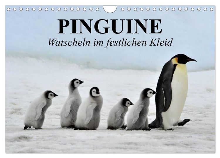 Produktbild: Pinguine - Watscheln im festlichen Kleid (Wandkalender 2026 DIN A4 quer), CALVENDO Monatskalender