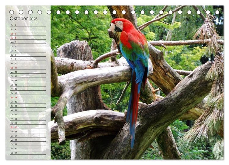 Produktbild: Papageien. Bunt, laut und klug (Tischkalender 2026 DIN A5 quer), CALVENDO Monatskalender