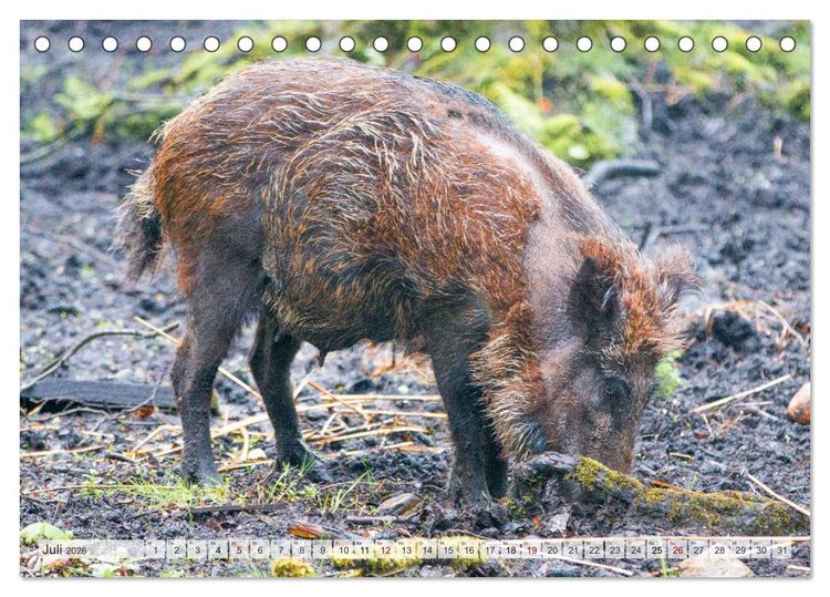Produktbild: Wildschweine - Im Schatten des Waldes (Tischkalender 2026 DIN A5 quer), CALVENDO Monatskalender