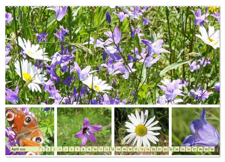 Produktbild: Bl&uuml;tenmeer am Wegesrand (hochwertiger Premium Wandkalender 2026 DIN A2 quer), Kunstdruck in Hochglanz
