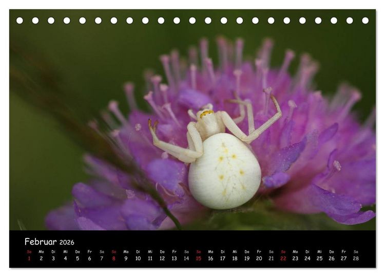 Produktbild: Heimische Spinnen (Tischkalender 2026 DIN A5 quer), CALVENDO Monatskalender