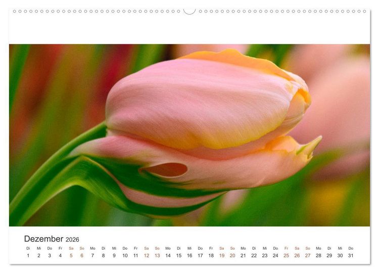 Produktbild: Zauberhafte Tulpen (Wandkalender 2026 DIN A2 quer), CALVENDO Monatskalender