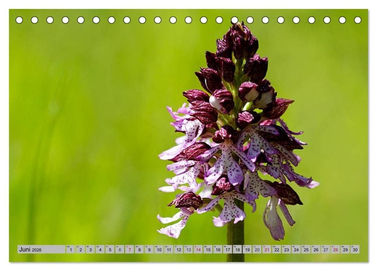 Produktbild: Orchideenwiese 2026 (Tischkalender 2026 DIN A5 quer), CALVENDO Monatskalender