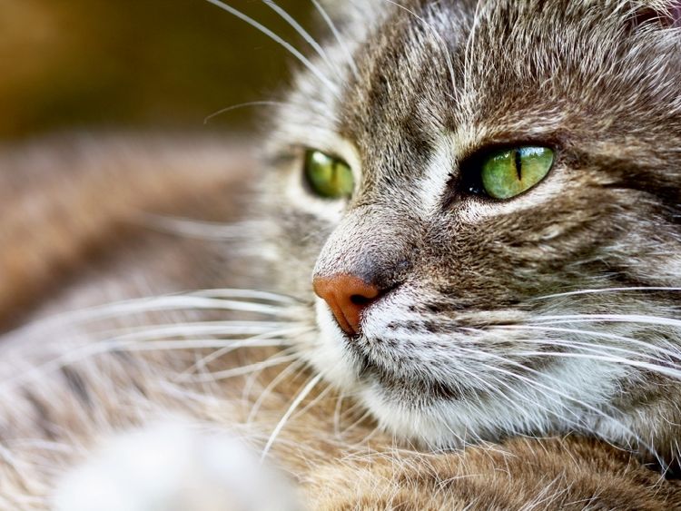 Produktbild: CALVENDO Puzzle Graue Katze 1000 Teile Puzzle quer | 1000 Teile Lege-Gr&ouml;&szlig;e 64 &times; 48 cm Foto-Puzzle f&uuml;r gl&uuml;ckliche Stunden