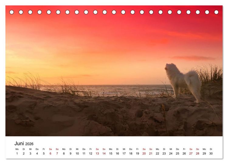 Produktbild: Ein Samojede am Meer (Tischkalender 2026 DIN A5 quer), CALVENDO Monatskalender