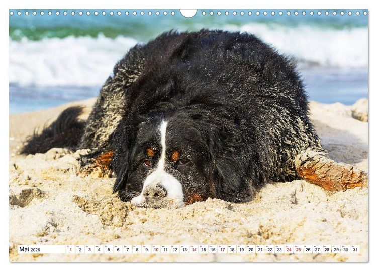 Produktbild: Faszinierende Sch&ouml;nheit Berner Sennenhund (Wandkalender 2026 DIN A3 quer), CALVENDO Monatskalender