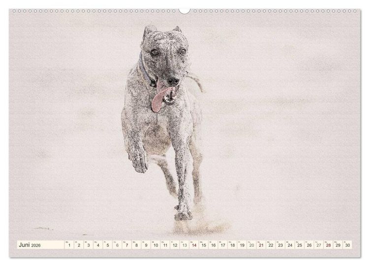 Produktbild: Whippet 2026 (Wandkalender 2026 DIN A2 quer), CALVENDO Monatskalender