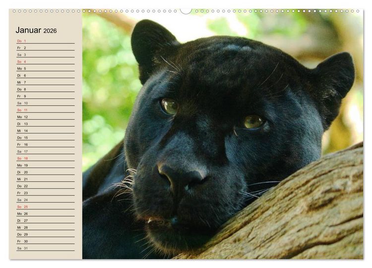 Produktbild: Regenwald. Tiere im Dschungel (hochwertiger Premium Wandkalender 2026 DIN A2 quer), Kunstdruck in Hochglanz