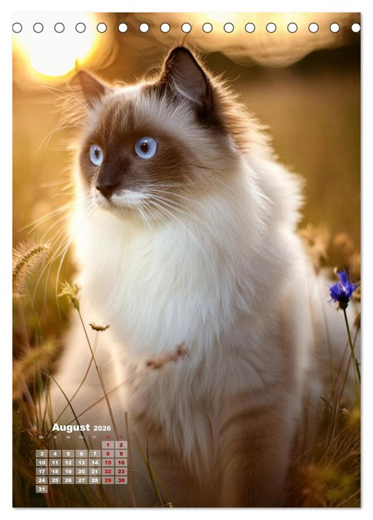 Produktbild: Pfotenabenteuer - Ragdolls in der Natur (Tischkalender 2026 DIN A5 hoch), CALVENDO Monatskalender