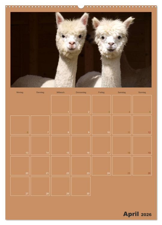 Produktbild: Alpakas zum Verlieben (Wandkalender 2026 DIN A2 hoch), CALVENDO Monatskalender