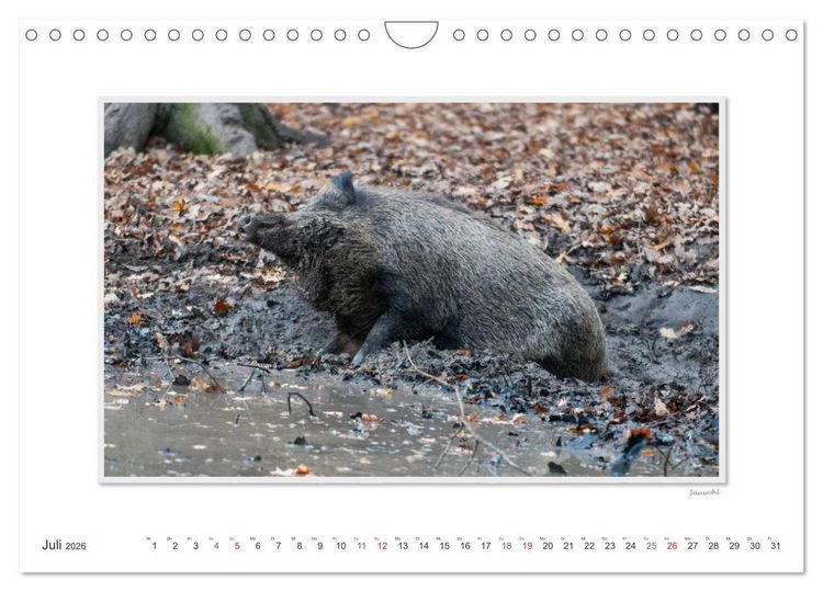 Produktbild: Emotionale Momente: Das Wildschwein. / CH-Version (Wandkalender 2026 DIN A4 quer), CALVENDO Monatskalender